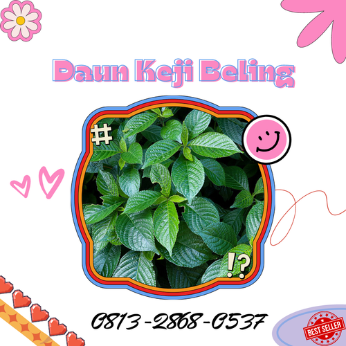 Pusat Budidaya Herbal Daun Keji Beling Alami Tambak Bayumas.png