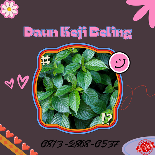 Pusat Budidaya Herbal Daun Keji Beling Alami Tambak Bayumas.png