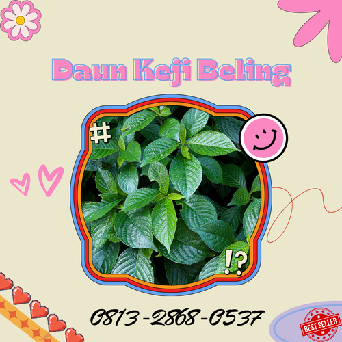 Pusat Budidaya Herbal Daun Keji Beling Alami Tambak Bayumas.png