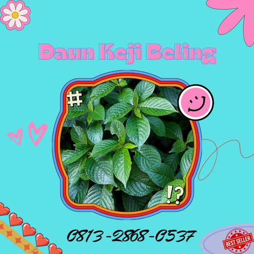 Pusat Budidaya Herbal Daun Keji Beling Alami Tambak Bayumas.png