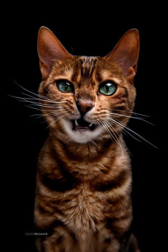 10 Photographers Who Have Elevated Pet Photography into an Art Form.jpg
