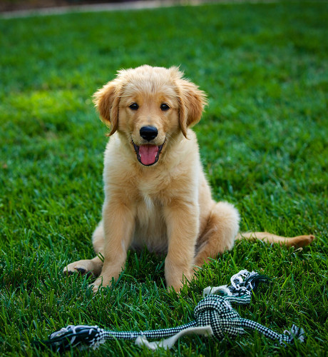 puppy7.jpg
