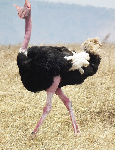 cat bird mashup2.jpg