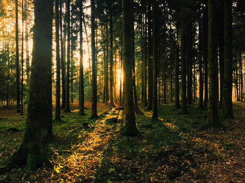 backlit conifer dawn 330208.jpg