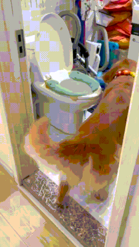 sobakot.gif