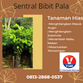 BIBIT7.png