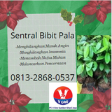 BIBIT 8.png