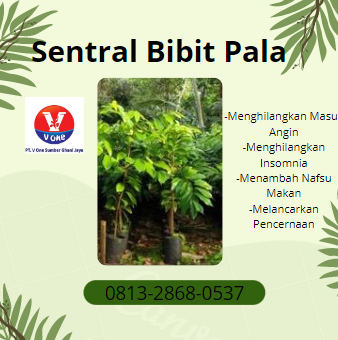 BIBIT6.png