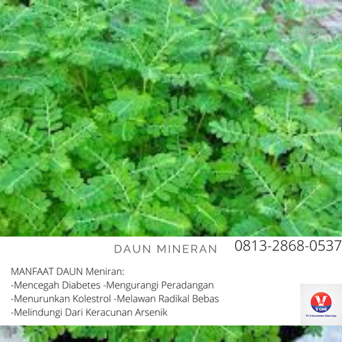 desain daun mineran 2.png