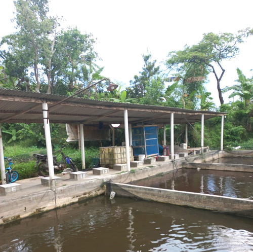 Berkah Lele.jpg