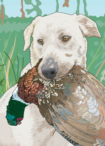 dog retrieving pheasant.jpg