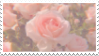rose stamp.png