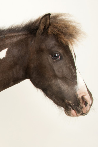 horse thumb 2x3.jpg