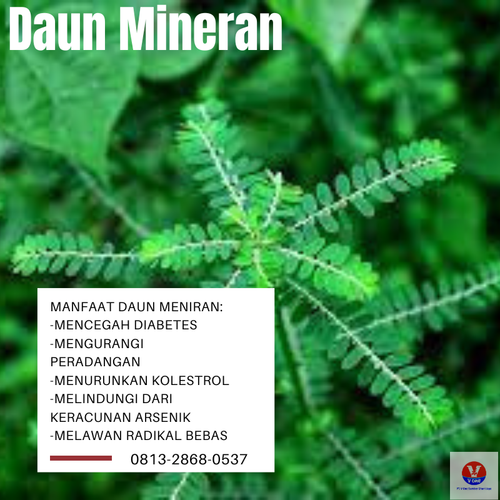 desain daun mineran 1.png