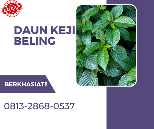 Pusat Budidaya Herbal Daun Keji Beling Alami Tambak Bayumas.png