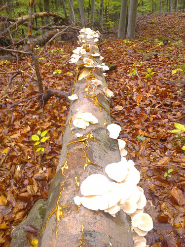 nyári laska tönk.jpg