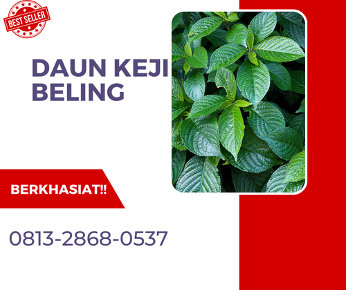 Pusat Budidaya Herbal Daun Keji Beling Alami Tambak Bayumas.png