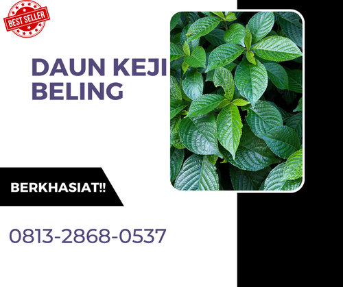 Pusat Budidaya Herbal Daun Keji Beling Alami Tambak Bayumasling.png