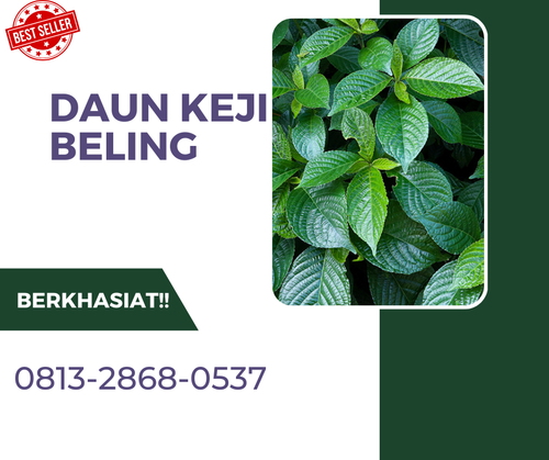 Pusat Budidaya Herbal Daun Keji Beling Alami Tambak Bayumas.png