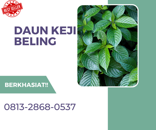 Pusat Budidaya Herbal Daun Keji Beling Alami Tambak Bayumas.png