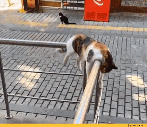just chill.gif
