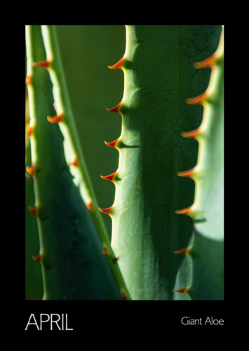 Month 04 Giant Aloe.jpg