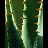 Month 04 Giant Aloe