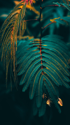 peakpx(5).jpg