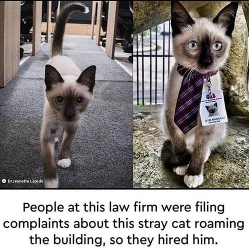 You are hired.jpg