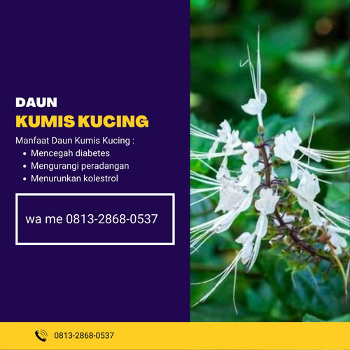 Desain Kumis Kucing 51.jpg
