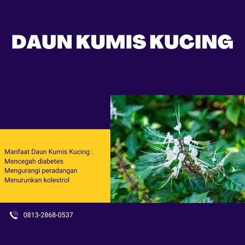 Desain Kumis Kucing 55.jpg