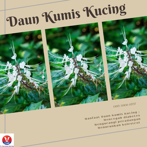 Desain kumis Kucing 54.jpg
