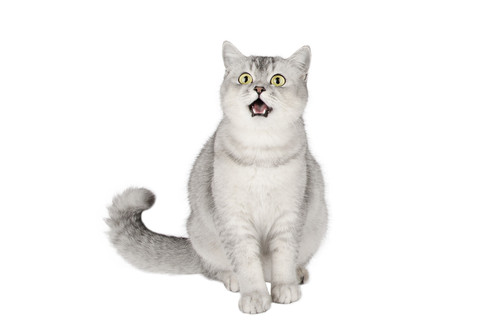 light gray cat with yellow eyes isolated.jpg