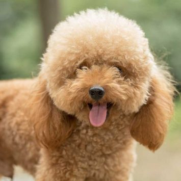 Poodle w 355x355.jpg