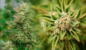 Marijuana Seeds Michigan.jpg