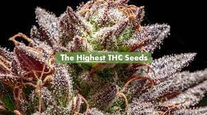 Ca Marijuana Seeds.jpg