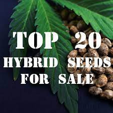 Buy Marijuana Seeds In Alabama.jpg