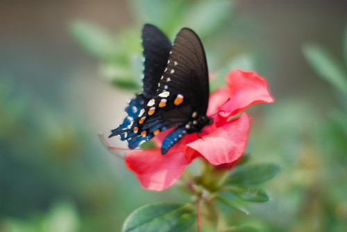 butterfly at f1.2