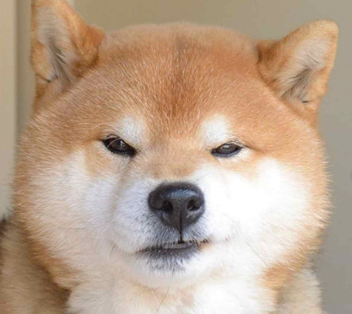 shibainu2.jpg