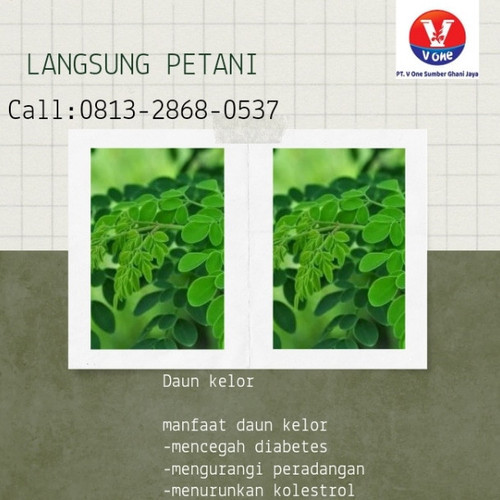 Pusat Budidaya Herbal Daun Kelor Kualitas Tinggi Tambak Bayumas.jpg