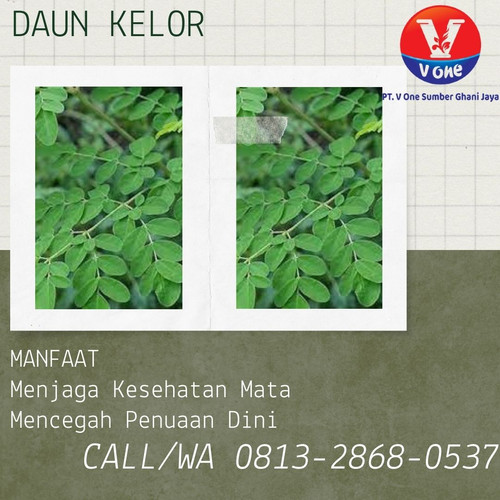 Pusat Budidaya Herbal Daun Kelor Alami Tambak Bayumas.jpg