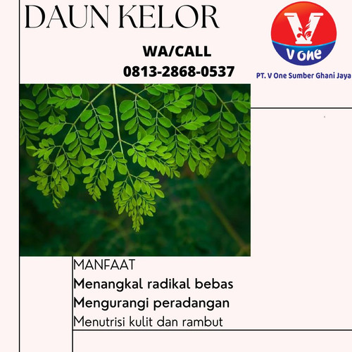 Pusat Budidaya Herbal Daun Kelor hijau Tambak Bayumas.jpg