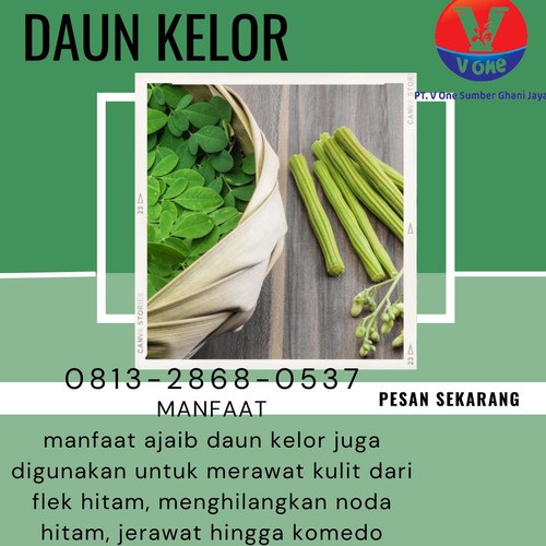 Pusat Budidaya Herbal Daun Kelor original Tambak Bayumas.jpg