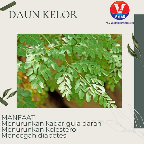 Pusat Budidaya Herbal Daun Kelor kering Tambak Bayumas.jpg