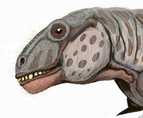 AnomocephalusDB.jpg