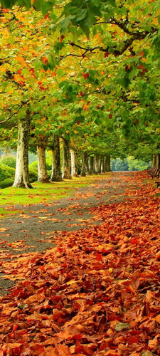 Autumn (2).jpg