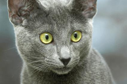 RussianBlue.jpg