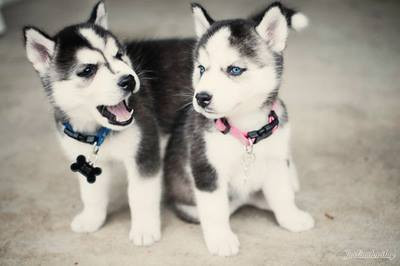 Husky.jpg
