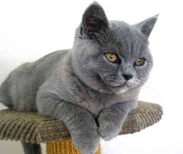 BritishBlue.jpg